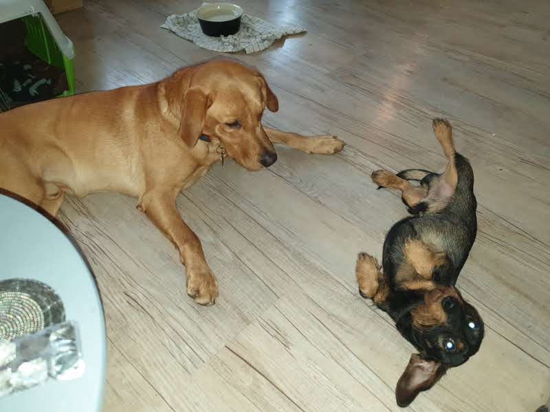 Happy pet care moment 2