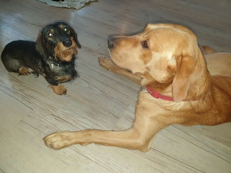 Happy pet care moment 3