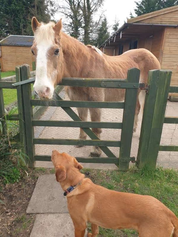 Happy pet care moment 4