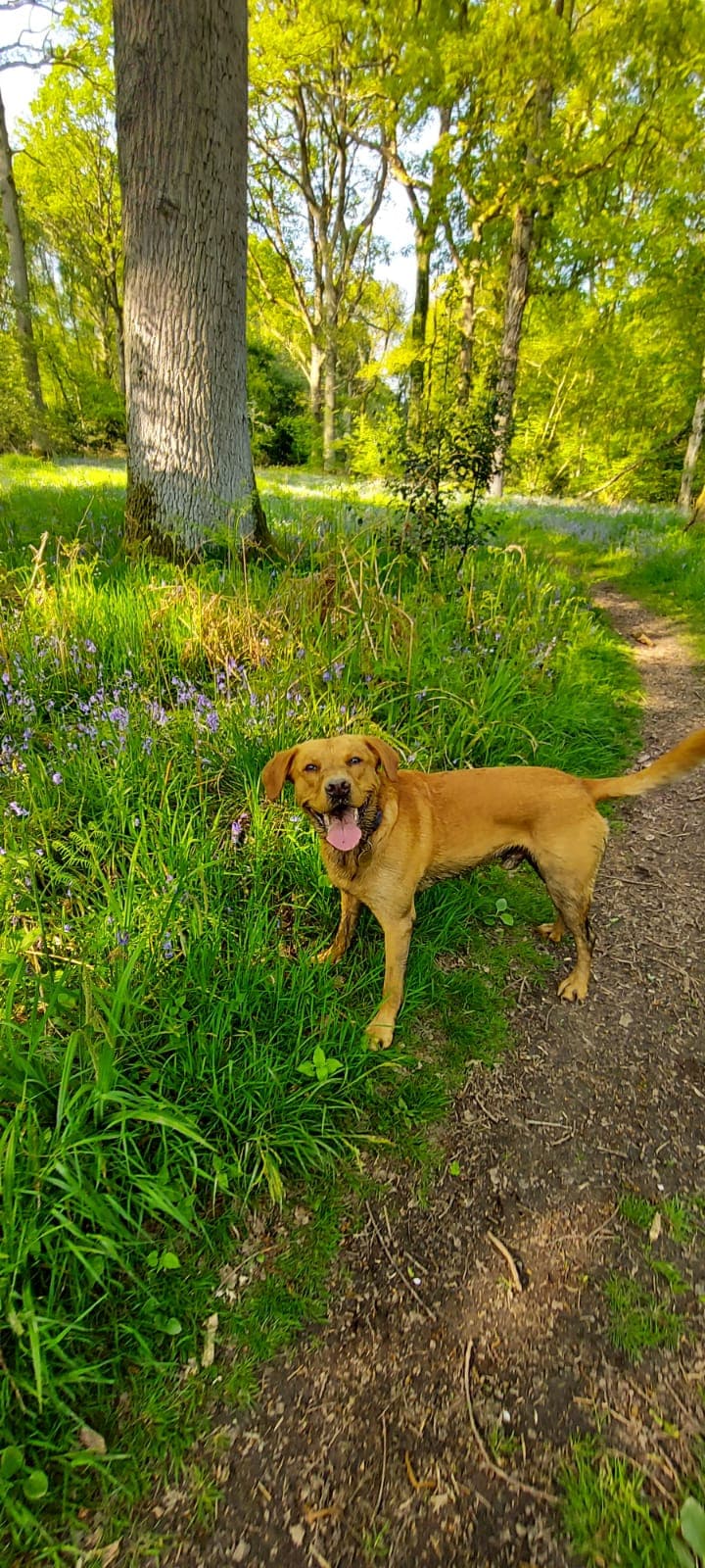 Happy pet care moment 5