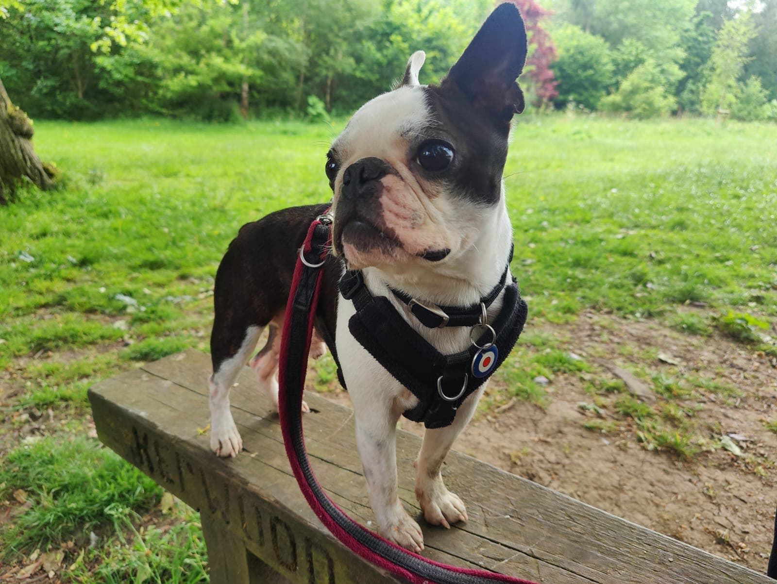 Happy pet care moment 6