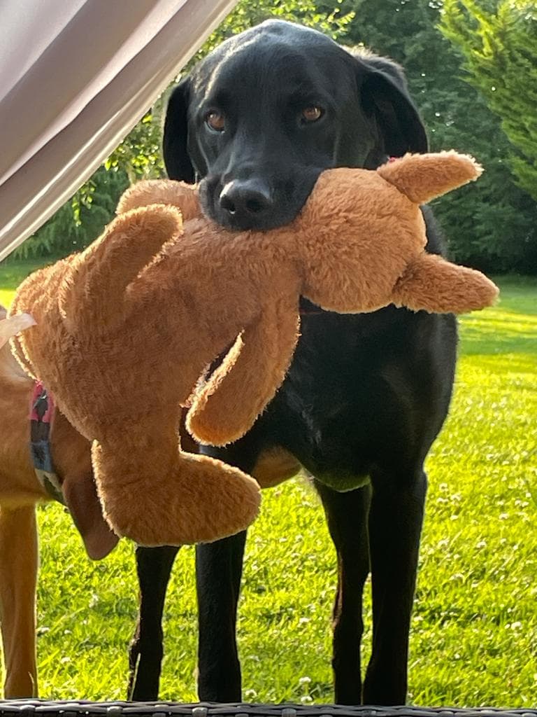 Happy pet care moment 7