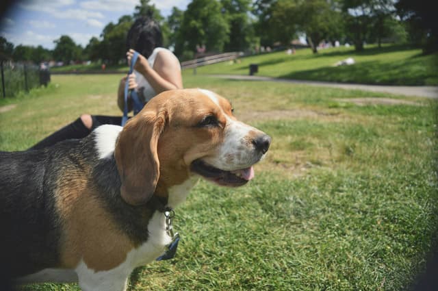 Isabel with a dog in the park - Professional pet care services